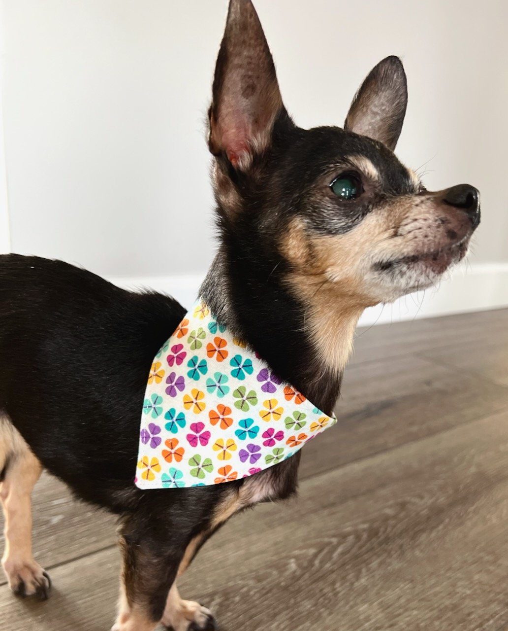 Tiny Dog Bandana Sewing Pattern - digital download with video tutorial - for cool cats too! - Image 2